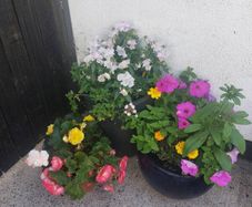 Flowers in pots