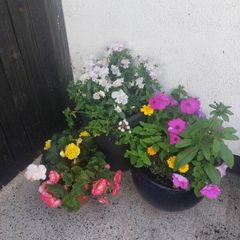 Flowers in pots