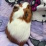 guinea pig Image 3