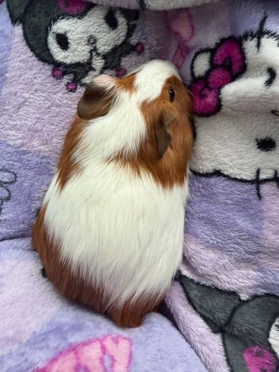 guinea pig