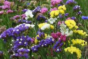 (S) Statice Mixed Seeds 0.3g (883690)