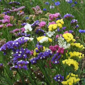 (S) Statice Mixed Seeds 0.3g (883690)