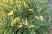 Organic Russian Comfrey #Bocking 14