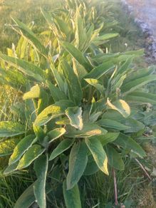 Organic Russian Comfrey #Bocking 14