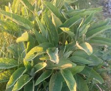 Organic Russian Comfrey #Bocking 14