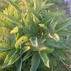 Russian Comfrey #Bocking 14