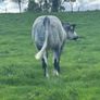 Belgium blue heifers Image 4