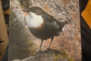 The Dipper's Acclaim And Other Essays. By John Feehan. First Edition Paperback In Good Condition.  See Photos For Same.