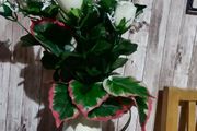 flowers pot