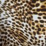 Brand new Papaya leopard print blouse size UK18 EU46 Postage included Image 6