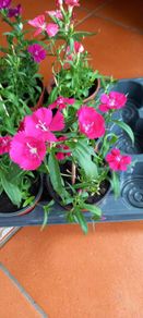 Plants Sweet William