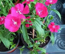 Plants Sweet William
