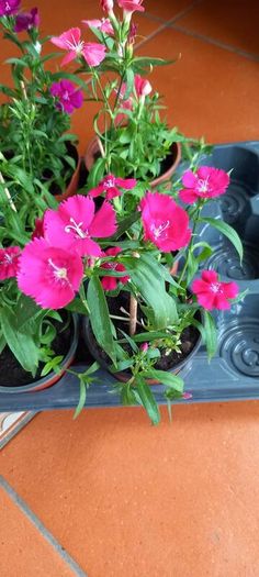 Plants Sweet William