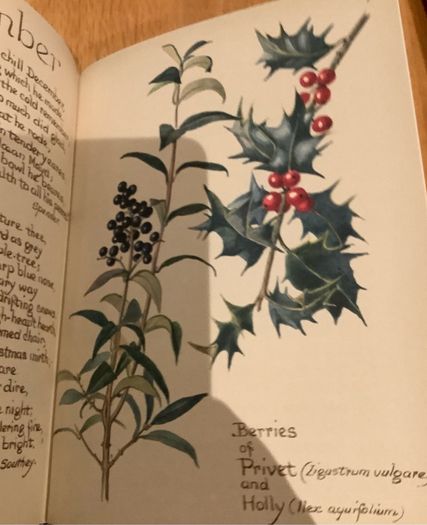 The Country Diary of an Edwardian Lady by Edith Holden