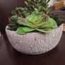 Artificial Plant/Mini Garden of Succulents of Different Varieties & Sizes Image 9