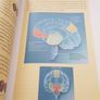 Best of the Brain from Scientific American: Mind, Matter, and Tomorrow's Brain, Floyd E. Bloom Image 9