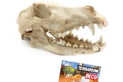 Reptile Nova Terrarium Ornament RN1055-CR