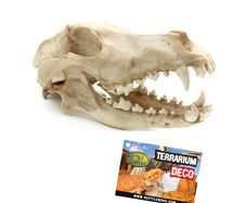 Reptile Nova Terrarium Ornament RN1055-CR