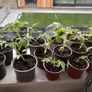 tomato plant Image 5