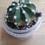 Easter Lily cactus Image 2