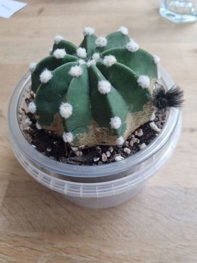 Easter Lily cactus