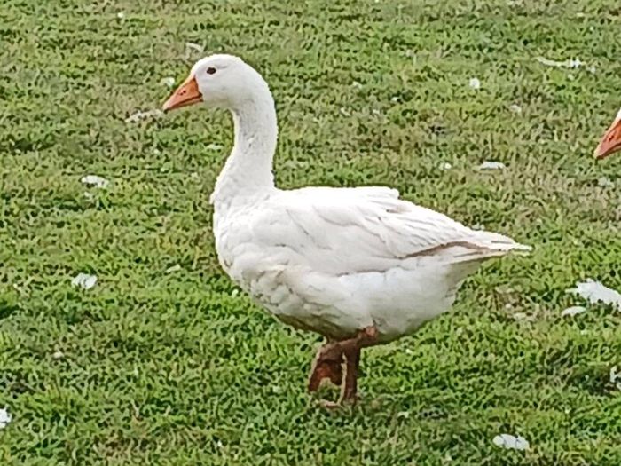 Emden Geese For Dale