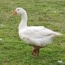 Emden Geese For Dale Image 2