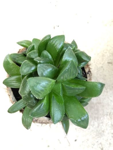 Succulents