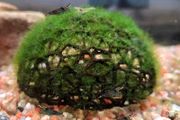 Half Sphere Aquarium Moss Planting