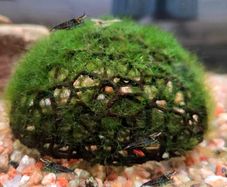 Half Sphere Aquarium Moss Planting