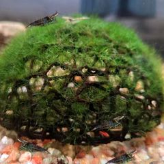 Half Sphere Aquarium Moss Planting