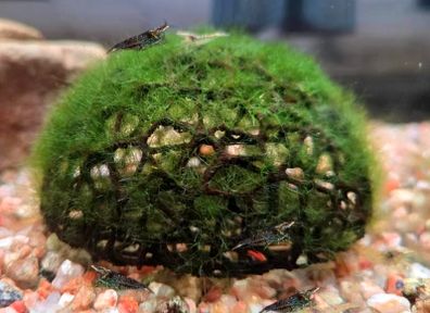 Half Sphere Aquarium Moss Planting