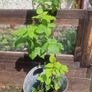 raspberry Image 5