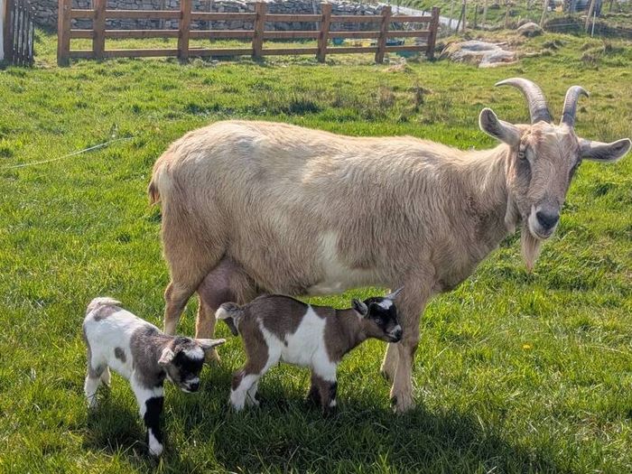 2 half pygmy kid goats for sale