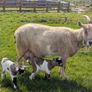2 half pygmy kid goats for sale Image 4