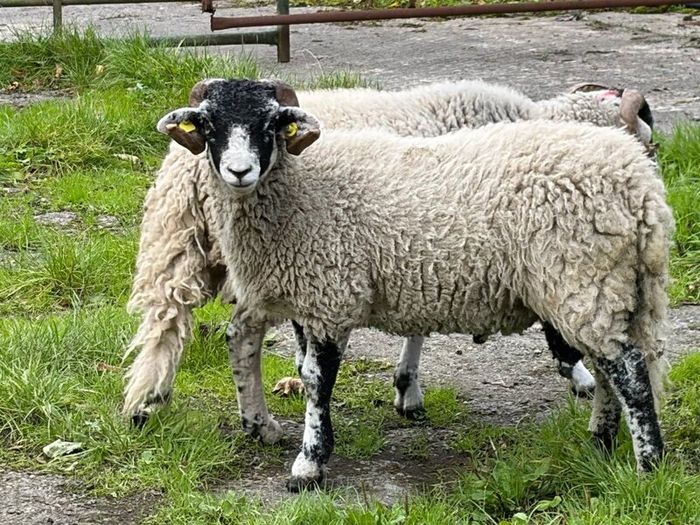 Swaledale Rams all SIS for Sale