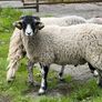 Swaledale Rams all SIS for Sale Image 4