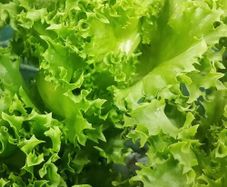 (L) Ice Lettuce Frillice seeds 10s (124480)