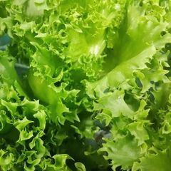 (L) Ice Lettuce Frillice seeds 10s (124480)