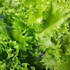 (L) Ice Lettuce Frillice seeds 10s (124480)