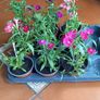 Plants Sweet William Image 4