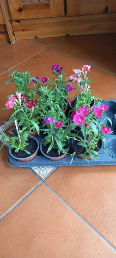 Plants Sweet William