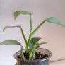Philodendron Silver Sword lost Variegation Image 8