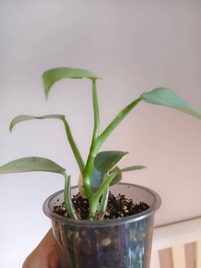 Philodendron Silver Sword lost Variegation