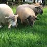 Belclare rams for sale Image 7