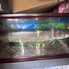 Large stuffed pike
