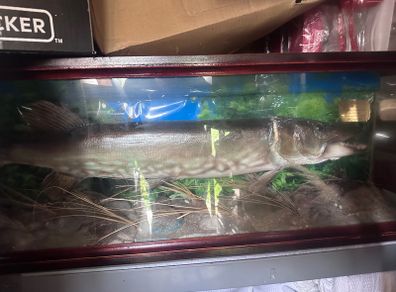 Large stuffed pike