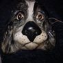 Toni Raymond ceramic dog Image 5