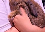 Lop rabbits