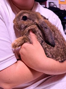 Lop rabbits